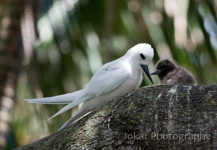 Lord Howe Island_20061214_131.jpg - White terns, Lord Howe Island